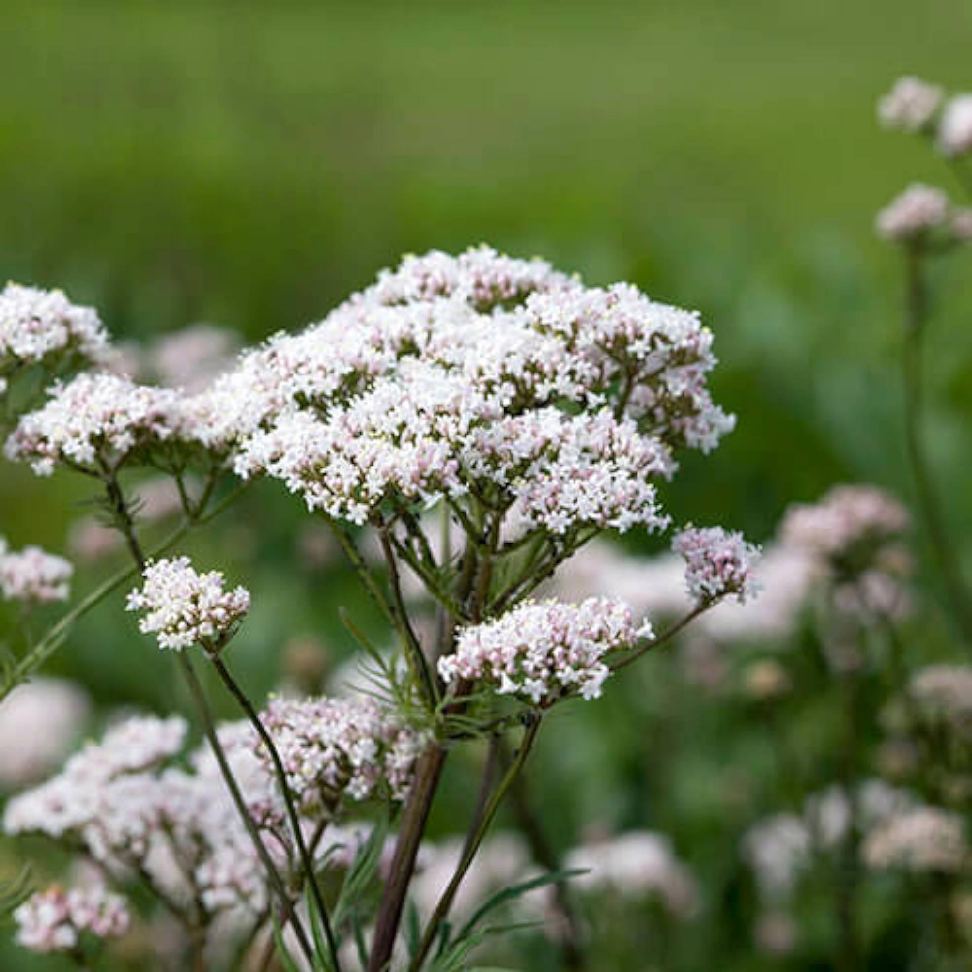 Valerian root