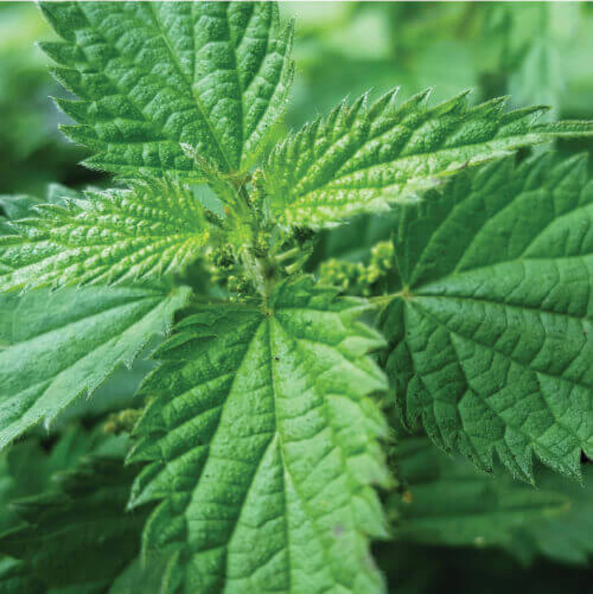 Nettle leaves