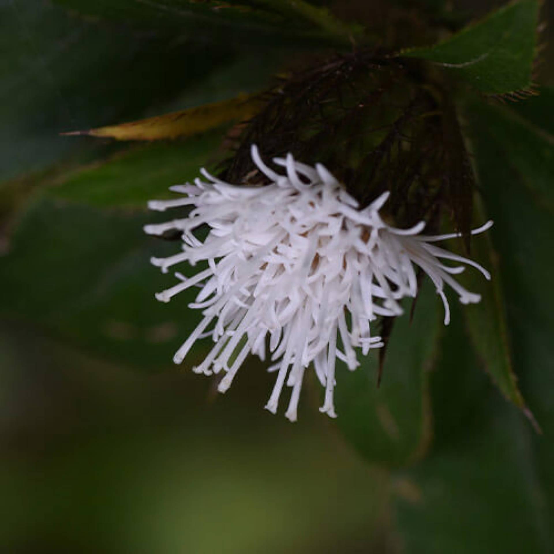 Typhonium Rhizome
