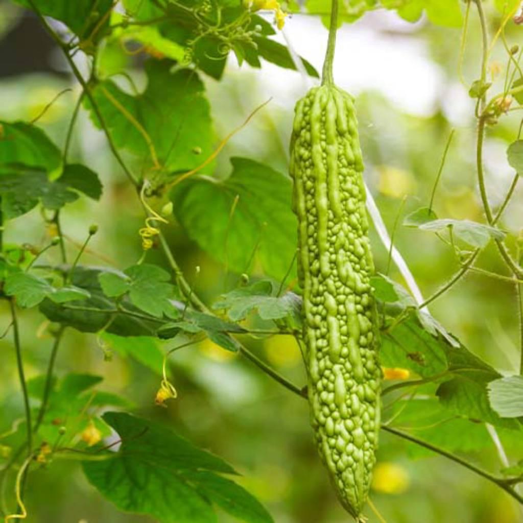 Fruta de melón amargo
