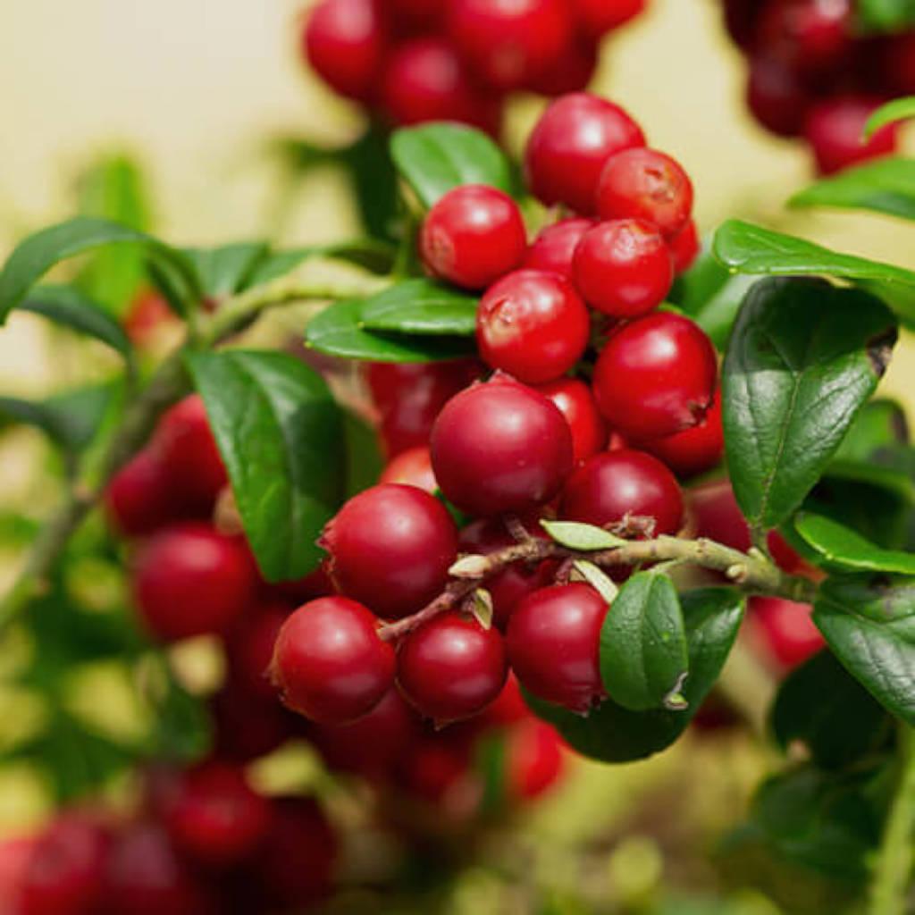 Fruta de ar&#225;ndano