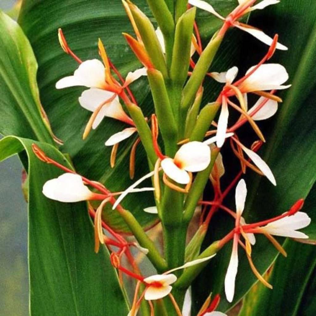 Raíz de hedychium spicatum