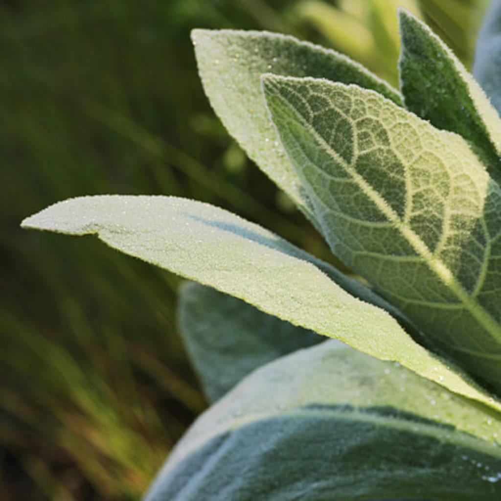 Hoja de gordologo