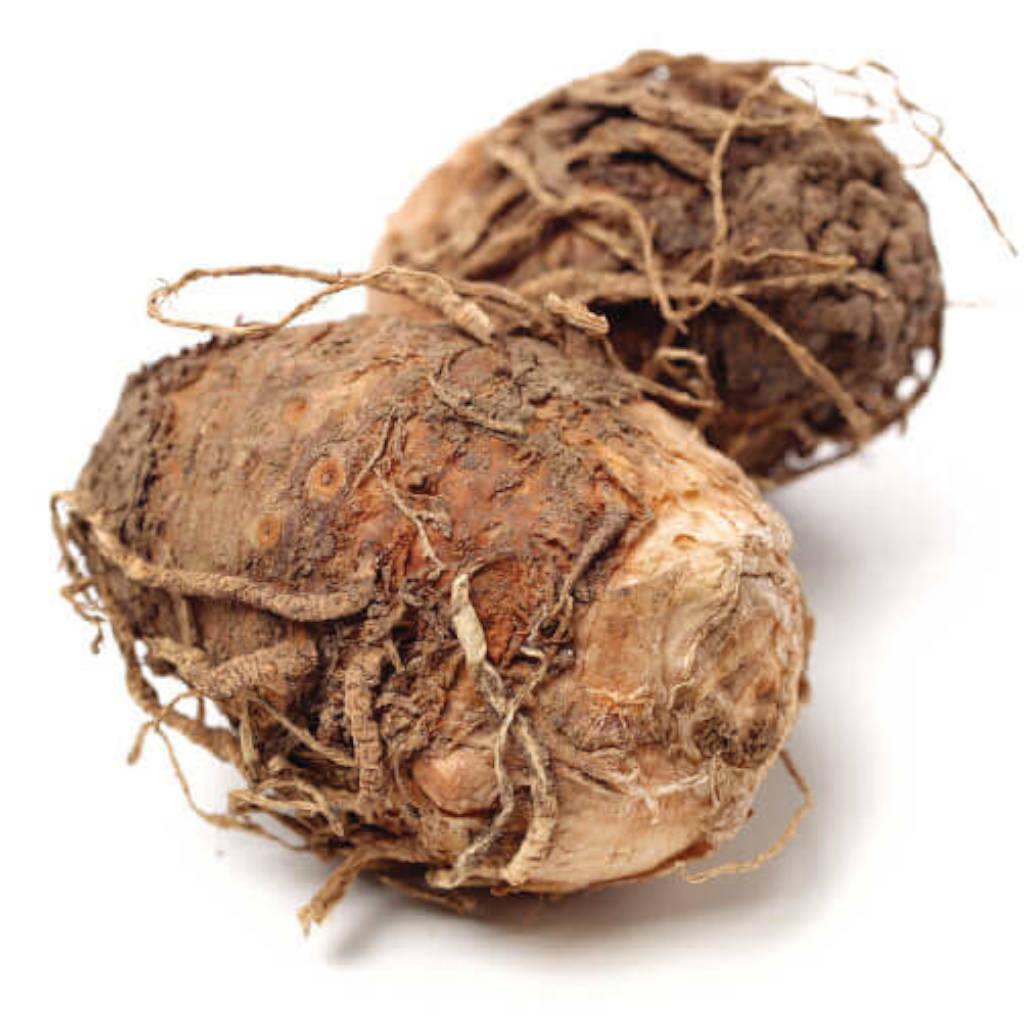 Rizoma de tifonio