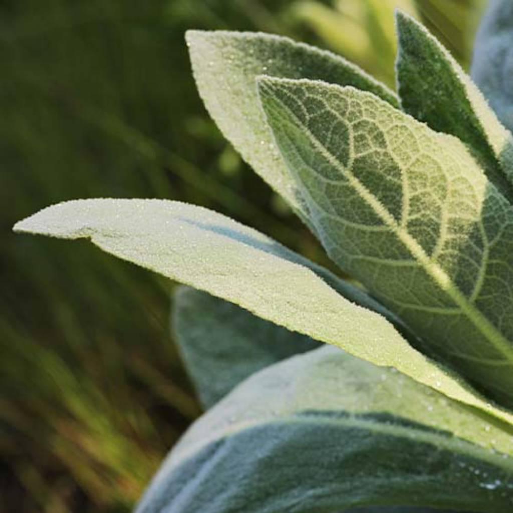 Hojas de Verbascum Thaspus