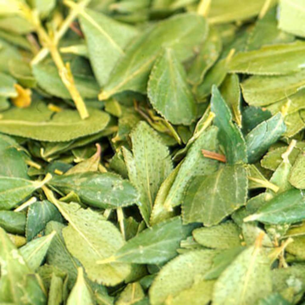 Extracto de hoja de buchu