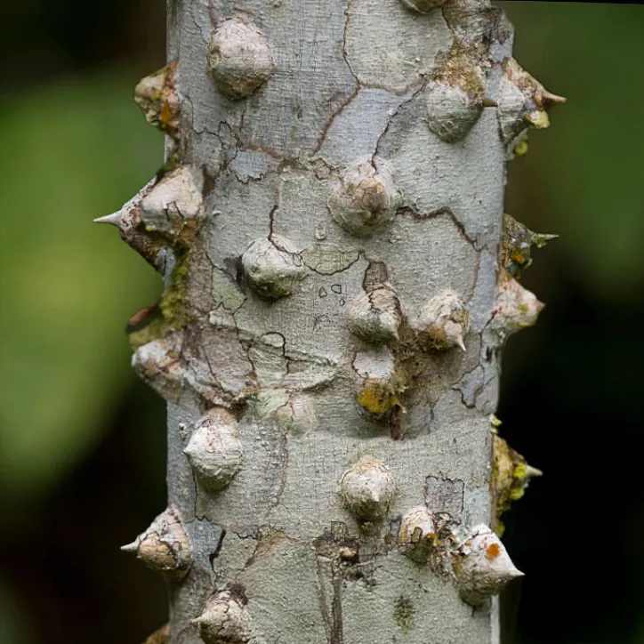 Prickly Ash Bar