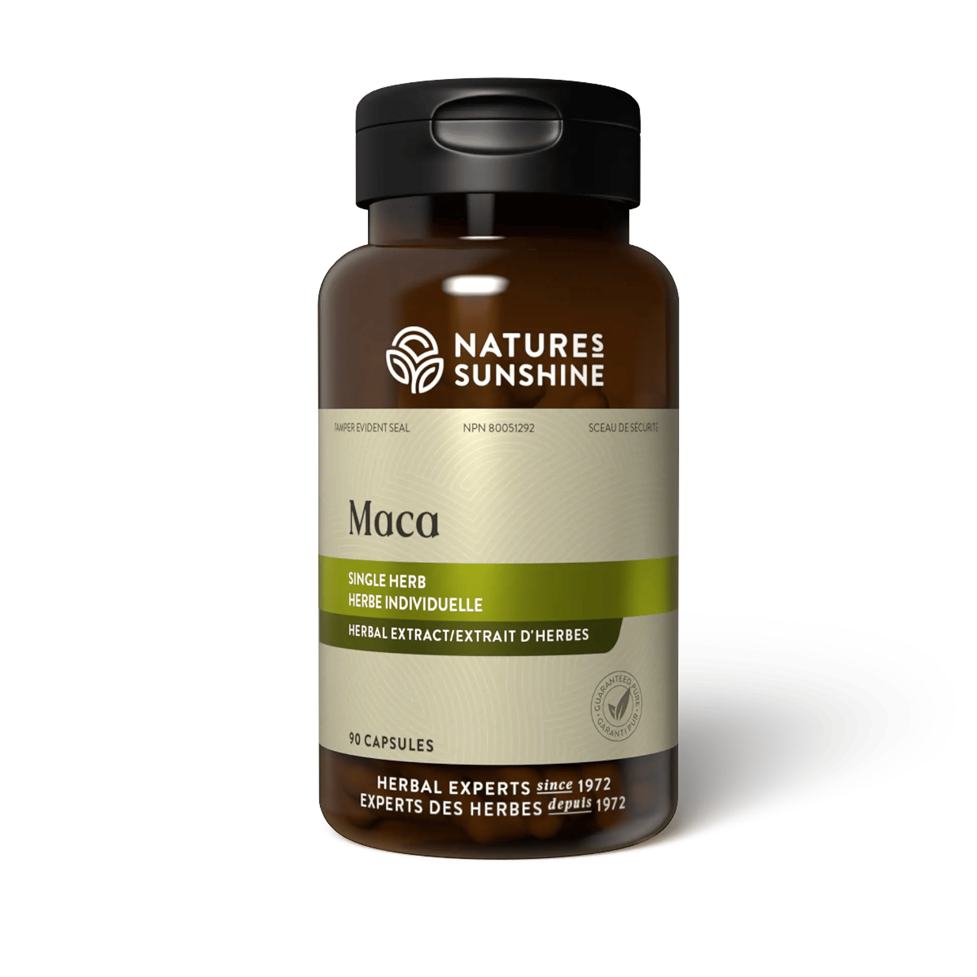 MACA