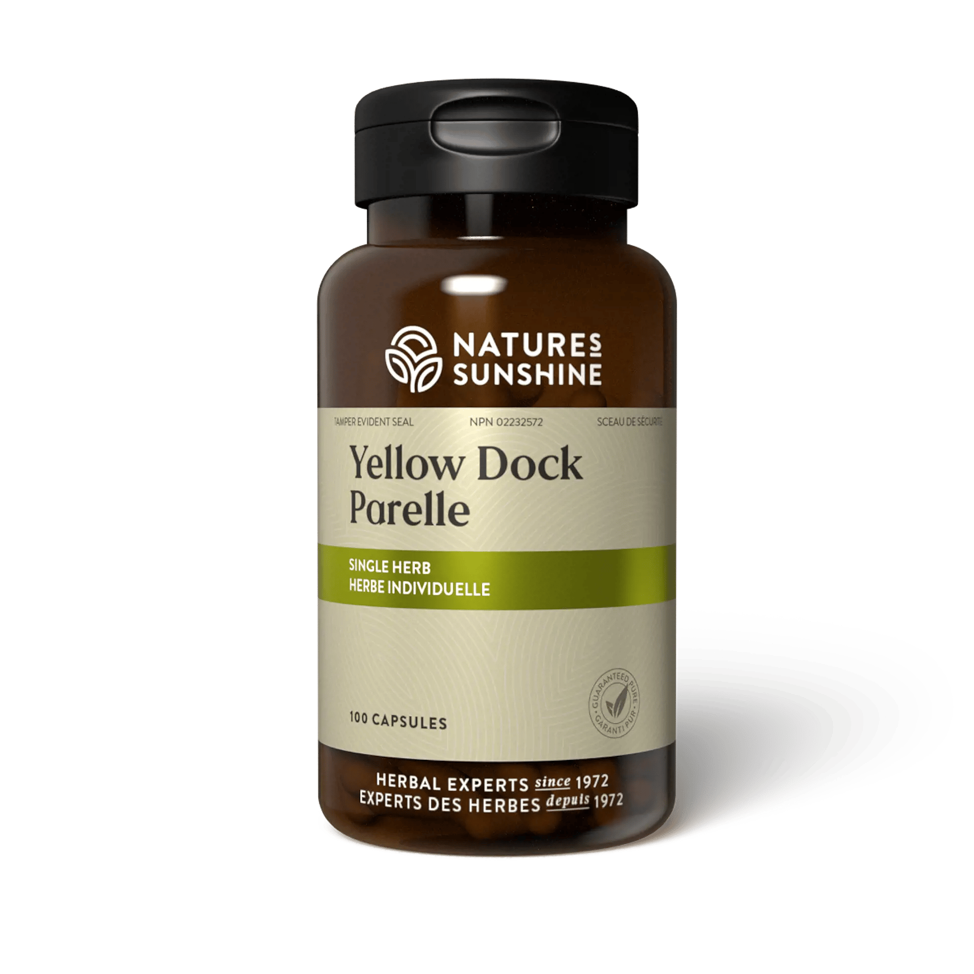 Yellow Dock